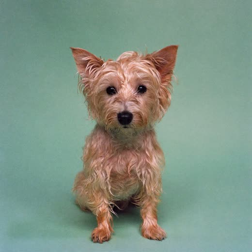 A small terrier just out of the bath